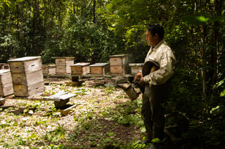 hombre apicultor observando colonias de abejas